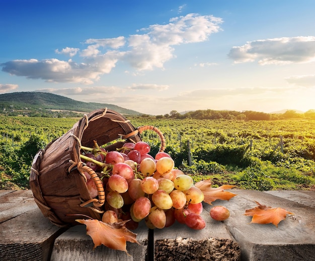 Raisins dans un panier et beau vignoble