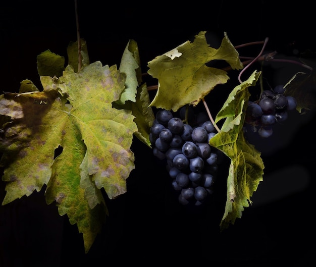 Les raisins dans la vigne la nuit