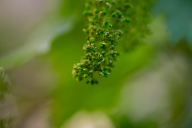 Les raisins fleurissent dans le jardin de la maison