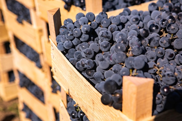 Raisins frais en caisses cueillis dans le vignoble en République de Moldavie.