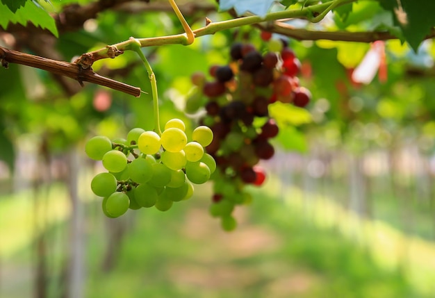 Raisins frais dans le jardin