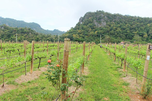 Photo des raisins frais dans le vignoble avec la nature