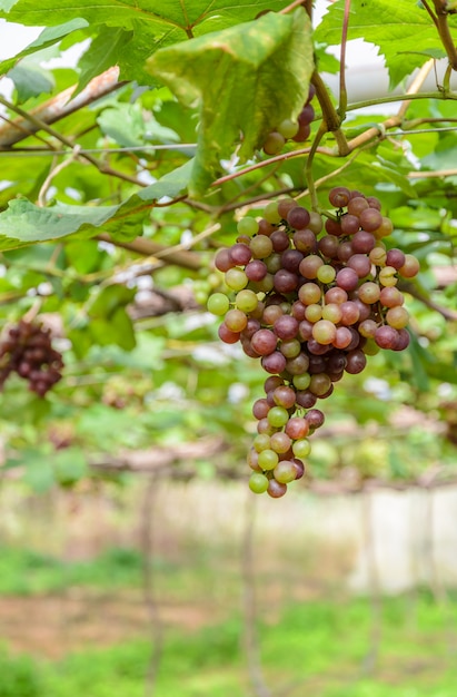 Raisins immatures sur la vigne