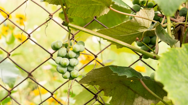 Raisins juteux mûrs frais poussant sur des branches dans un vignoble.