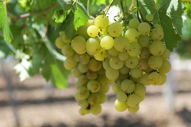 Raisins laids sur la vigne adaptés à la production de vin blanc ou de jus