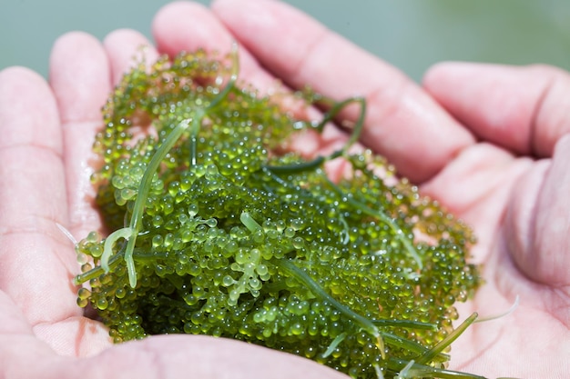 Photo des raisins de mer dans les mains d'une femme