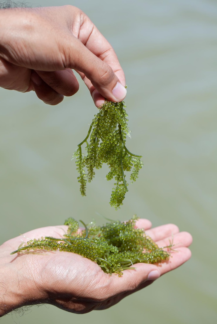 Photo des raisins de mer dans les mains