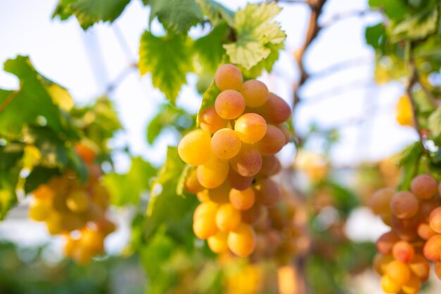 Photo les raisins mûrs dans les vignobles à la récolte d'automne