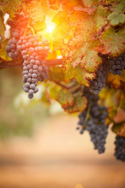 Des raisins mûrs et luxuriants sur la vigne