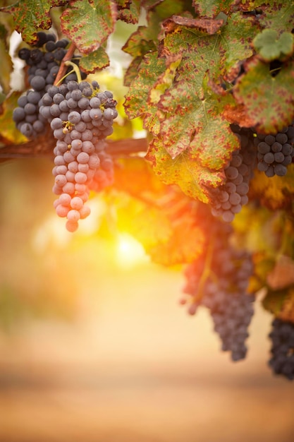 Des raisins mûrs et luxuriants sur la vigne