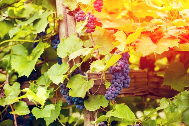 Raisins mûrs sur la vigne à la lumière du coucher du soleil