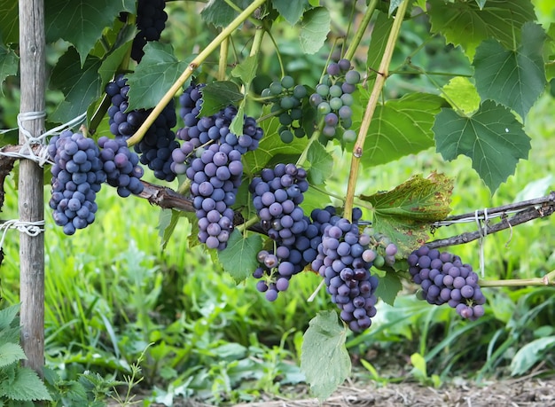 Raisins mûrs sur une viticulture dans le jardin