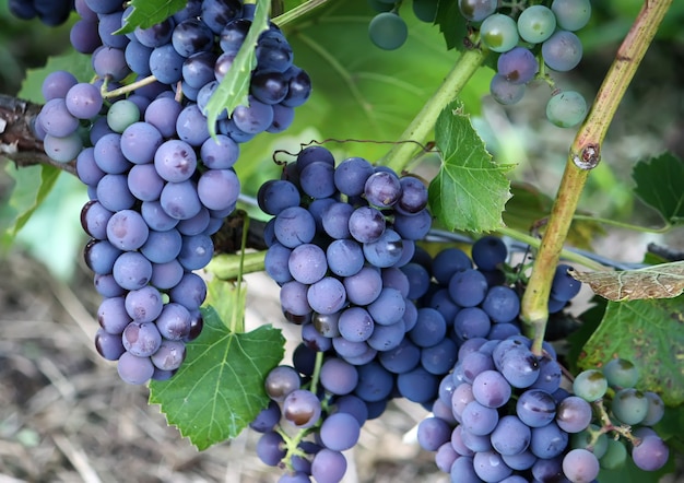 Raisins mûrs sur une viticulture dans le jardin