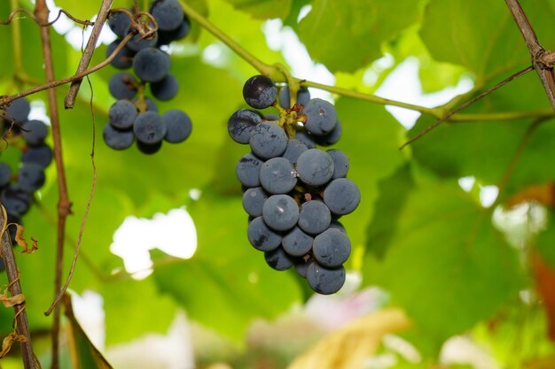 Raisins noirs sur les branches du vignoble en gros plan Focus sélectif Cultivation du raisin et vinification