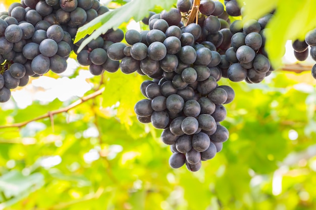 Raisins noirs dans le vignoble