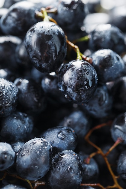 Raisins noirs mûrs avec des gouttes d'eau en gros plan sur les fruits. Macro