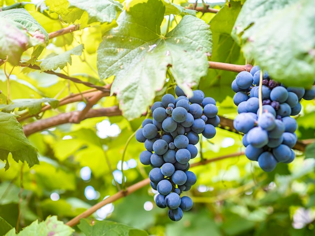 Raisins noirs suspendus aux vignes à l'intérieur du vignoble avec le reflet du soleil au crépuscule