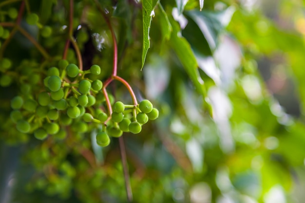 raisins non mûrs sur une branche vigne récolte de vin maison