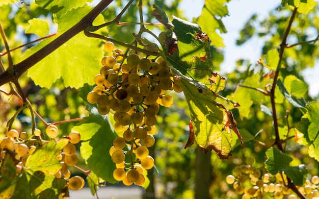 Raisins pour le vin de Jurancon dans le sud-ouest de la France