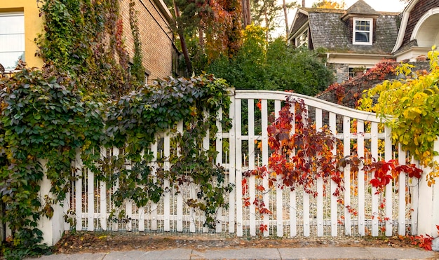 Les raisins poussent sur la clôture Les feuilles de vigne sont vertes et rouges sur différentes ailes