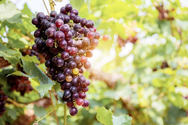 Raisins rouges sur l&#39;arbre.