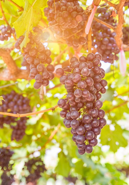 Des raisins rouges dans le vignoble prêts pour la récolte