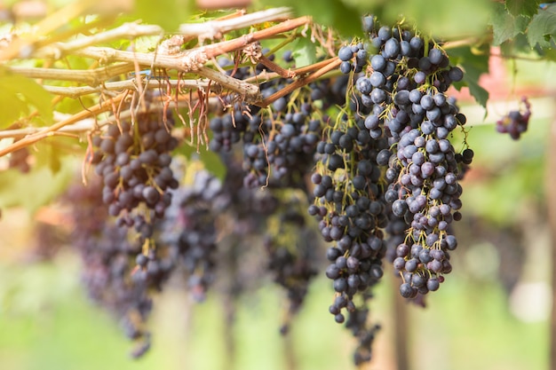 Photo raisins rouges pourpres avec des feuilles vertes sur la vigne. fruits frais à la ferme