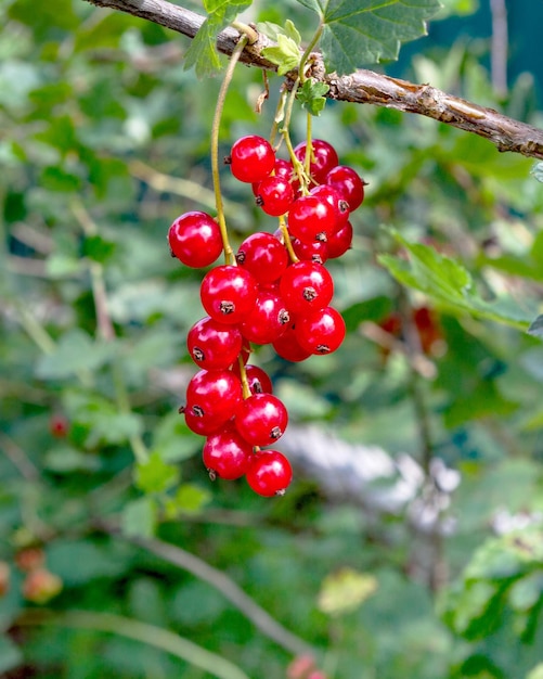 Les raisins rouges sont des grappes de raisins rouges sur le buisson