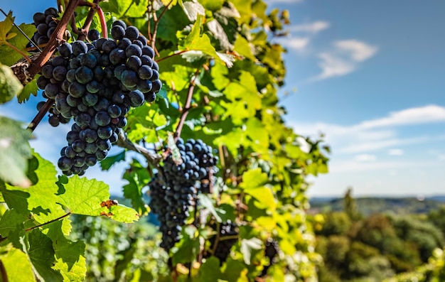 Les raisins rouges sur la vigne de Styrie La saison de récolte est à l'automne