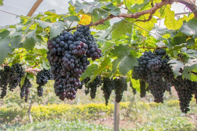 raisins rouges violets avec des feuilles vertes sur la vigne. Fruits frais