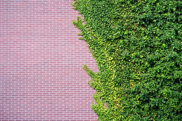 Raisins sauvages de jardin avec des feuilles d'automne sur le mur de briques rouges. Raisin sauvage sur le mur d'un immeuble ancien.