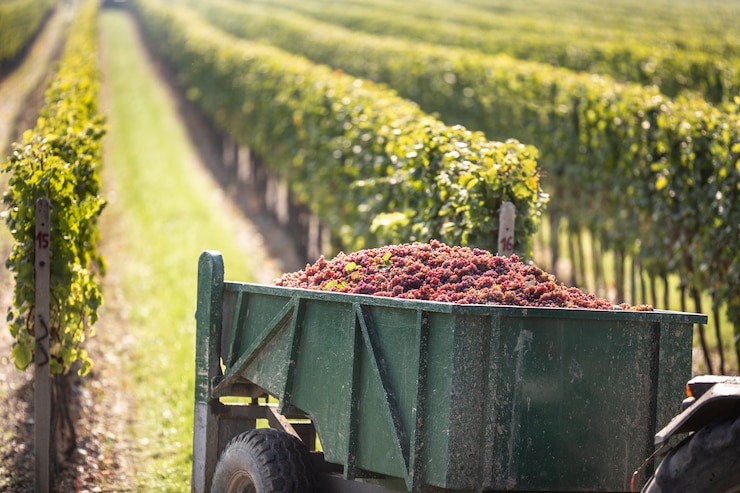 Photo les raisins sont ramassés au vignoble et transportés par un tracteur jusqu'à la cave pour une transformation ultérieure en vin.