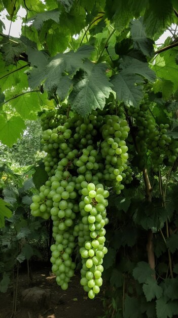 Raisins suspendus à une vigne