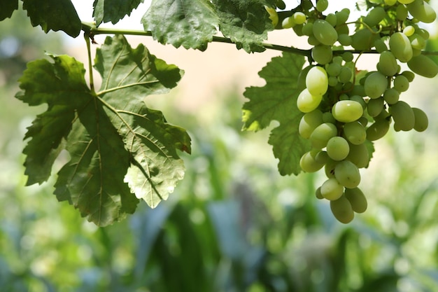 Raisins verts sur la branche de la vigne