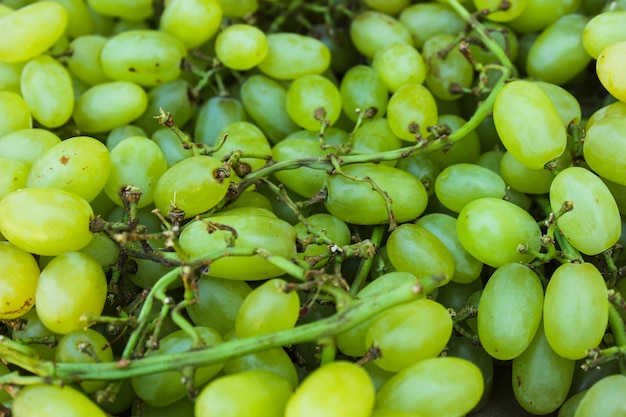 Raisins verts sur brindille