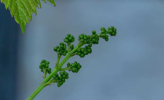 Raisins verts dans le vignoble du bourgeon