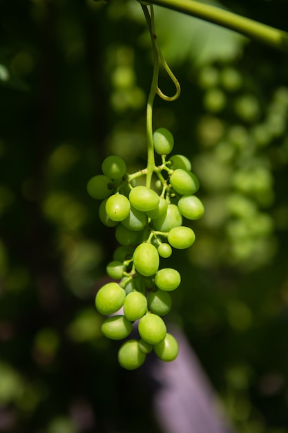 Raisins verts dans le vignoble