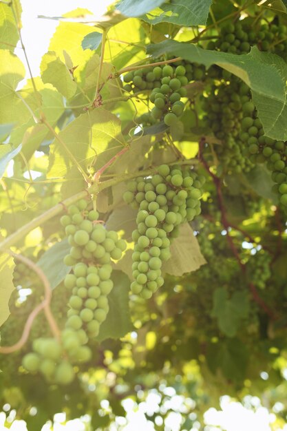 Raisins verts dans le vignoble