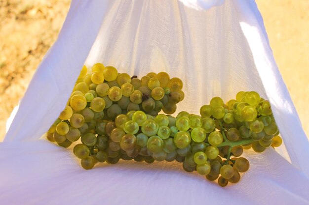 Photo raisins verts frais recueillis en tshirt blanc ensoleillé