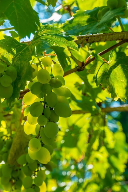 Raisins verts mûrs dans le vignoble Raisins vert goût sucré raisin vert naturel de plus en plus sur la vigne dans le jardin