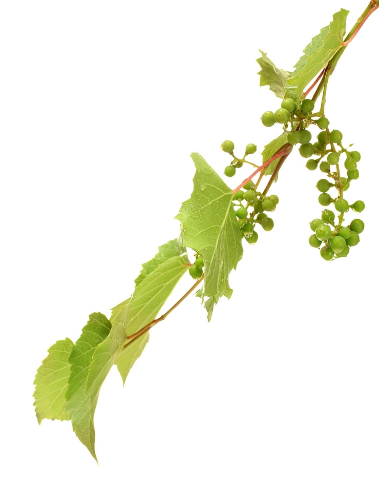 Photo raisins verts sauvages avec des feuilles isolées sur blanc