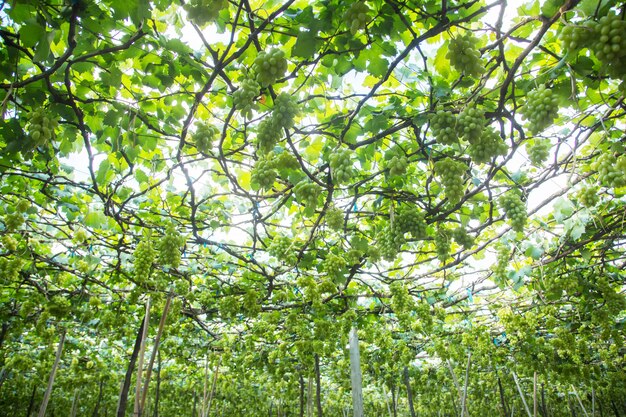 Raisins verts suspendus à un buisson, Damnoen Saduk, province de Ratchaburi. Thaïlande