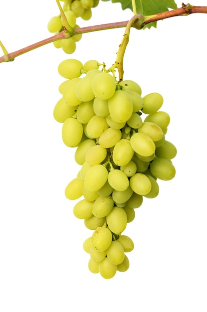 Raisins verts sur vigne isolé sur fond blanc
