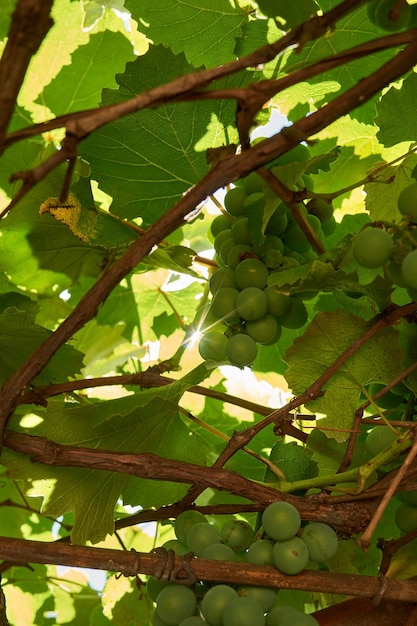 Photo raisins verts sur une vigne avec le soleil derrière