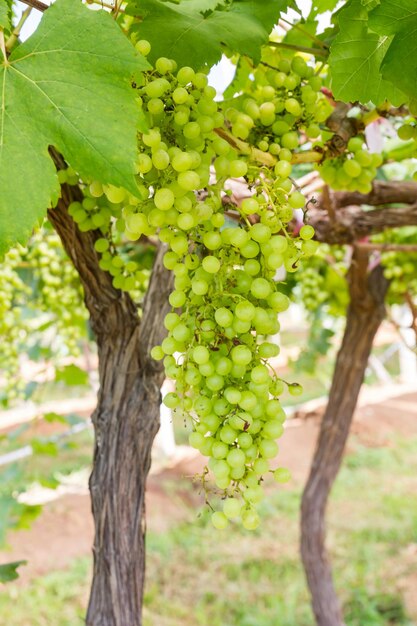 Des raisins verts sur la vigne