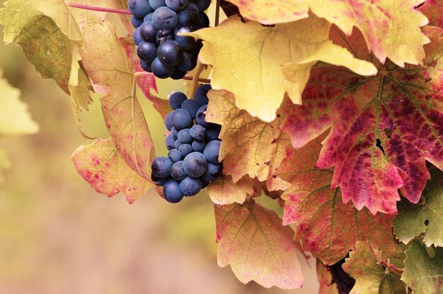 Raisins sur vigne sur fond clair