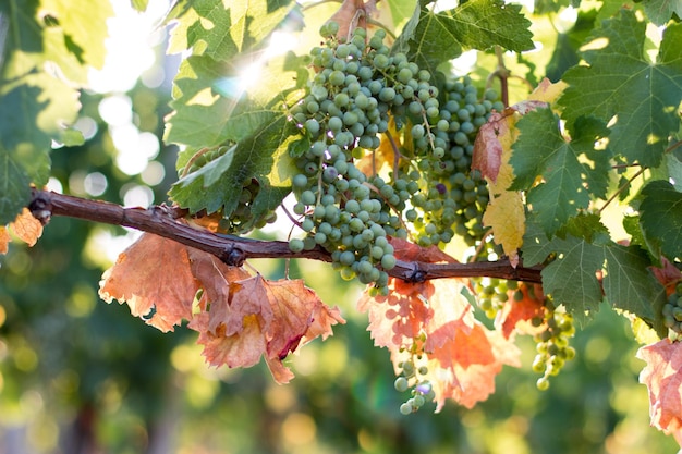 Raisins de vigne mûrs dans une ferme Toscane Italie