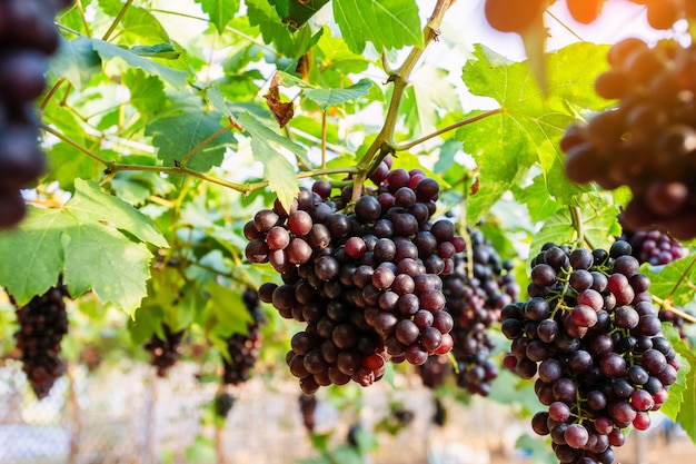 Raisins de vigne à la récolte