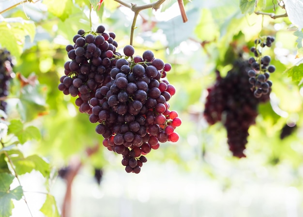 Raisins de vigne à la vendange