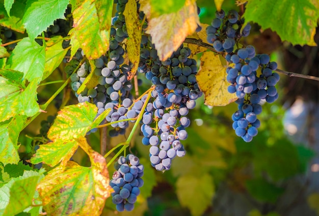 Raisins sur la vigne